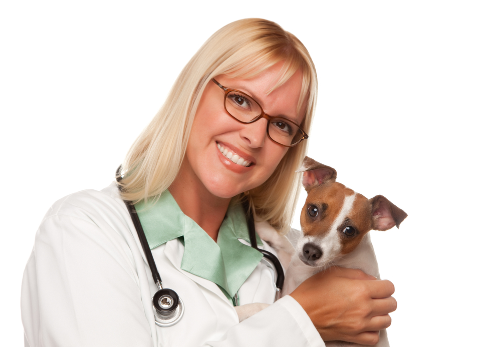 Veterinary professionals